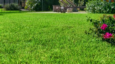 Tips and Everything You Need to Know About Floratam Grass.